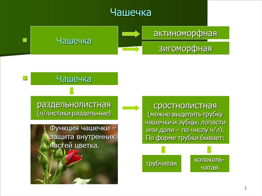 3 Чашечка Ч Ч Чашечка зигоморфная актиноморфная Чашечка раздельнолистная (ч/листики раздельные) сростнолистная (можно выделить